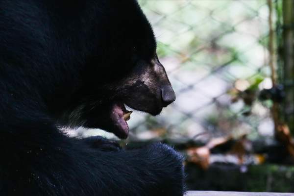 Senda Verde wildlife sanctuary in Bolivia