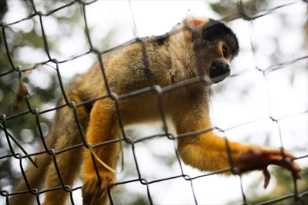 Senda Verde wildlife sanctuary in Bolivia