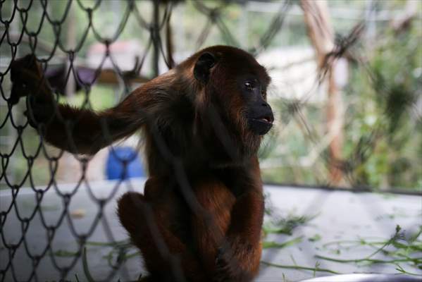 Senda Verde wildlife sanctuary in Bolivia