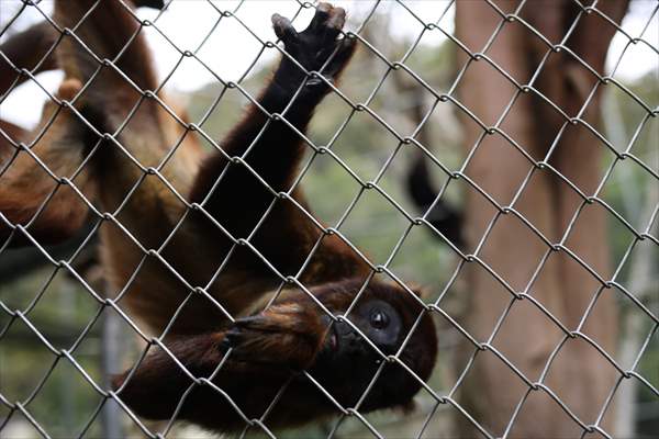 Senda Verde wildlife sanctuary in Bolivia