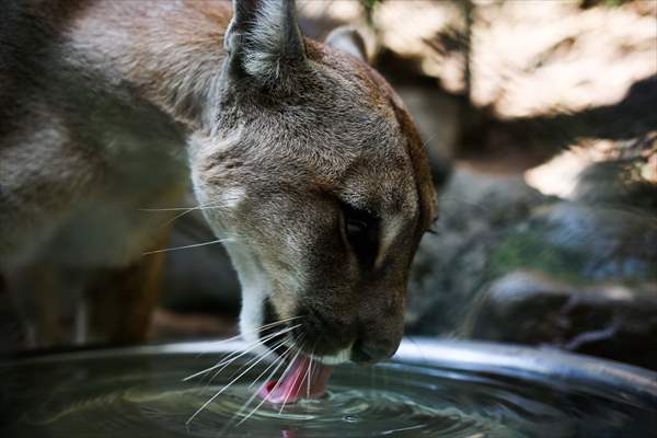 Senda Verde wildlife sanctuary in Bolivia