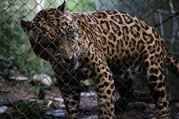 Senda Verde wildlife sanctuary in Bolivia