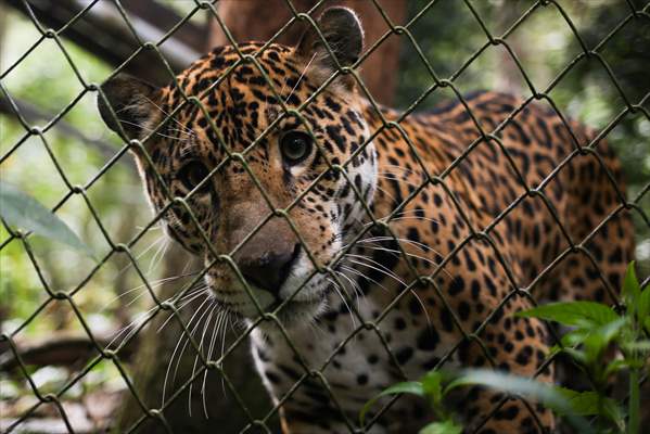 Senda Verde wildlife sanctuary in Bolivia
