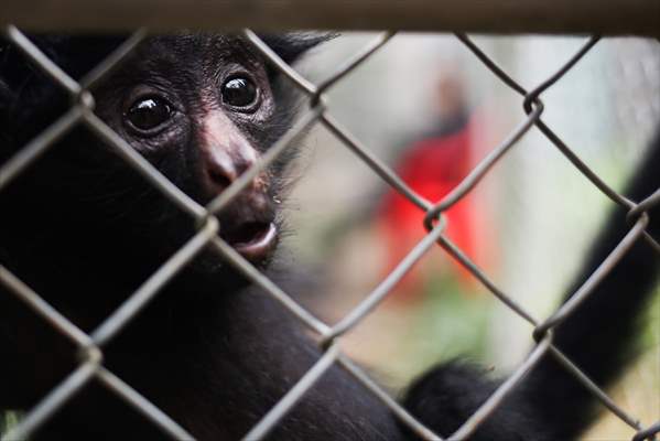 Senda Verde wildlife sanctuary in Bolivia