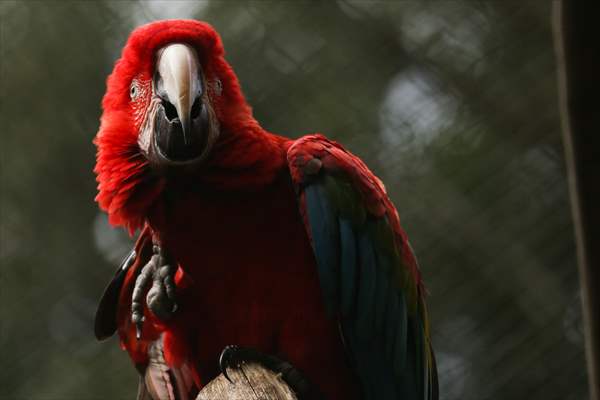 Senda Verde wildlife sanctuary in Bolivia