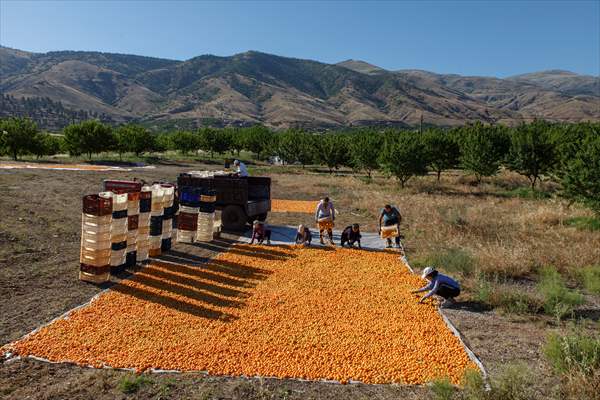 Malatya'dan 20 günde 16 milyon dolarlık kuru kayısı ihracatı