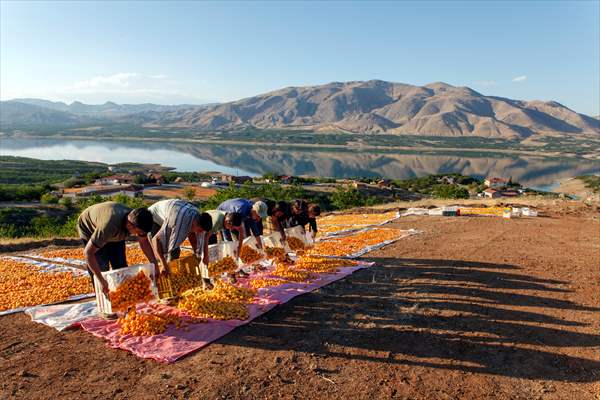 Malatya'dan 20 günde 16 milyon dolarlık kuru kayısı ihracatı