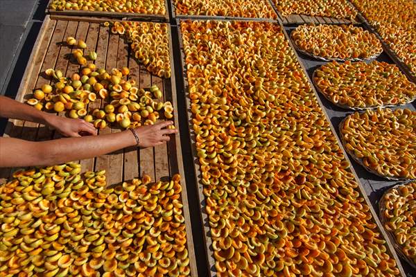 Malatya'dan 20 günde 16 milyon dolarlık kuru kayısı ihracatı