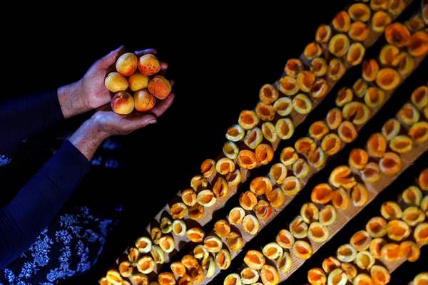 Malatya'dan 20 günde 16 milyon dolarlık kuru kayısı ihracatı