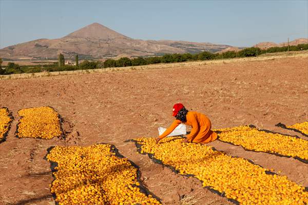 Malatya'dan 20 günde 16 milyon dolarlık kuru kayısı ihracatı