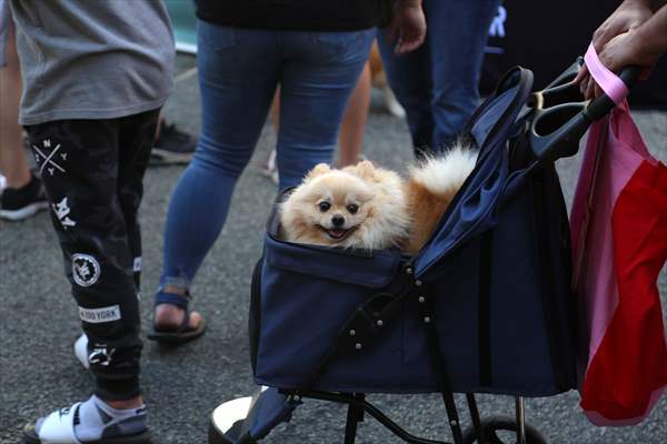 The Day Of The Dog Festival in Canada