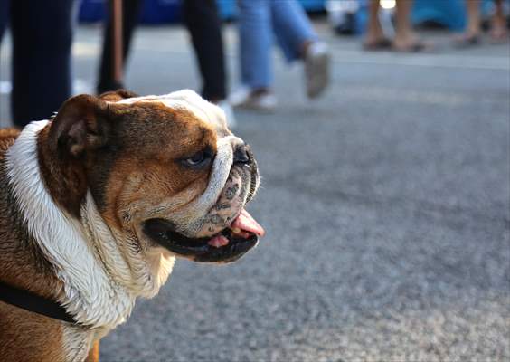 The Day Of The Dog Festival in Canada