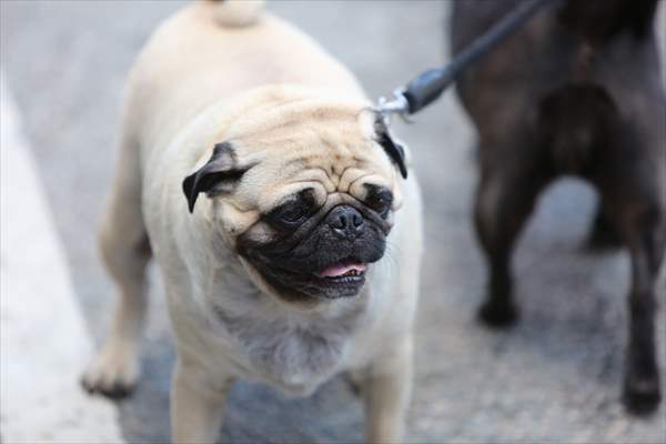 The Day Of The Dog Festival in Canada