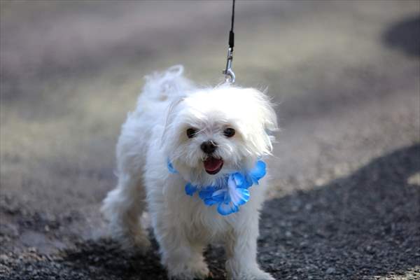 The Day Of The Dog Festival in Canada