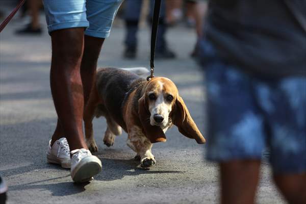 The Day Of The Dog Festival in Canada