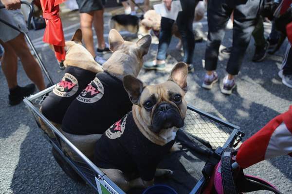 The Day Of The Dog Festival in Canada