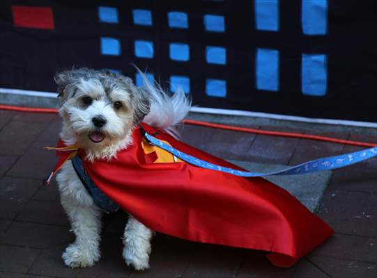 The Day Of The Dog Festival in Canada