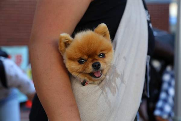 The Day Of The Dog Festival in Canada