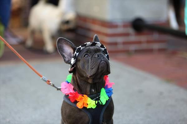 The Day Of The Dog Festival in Canada