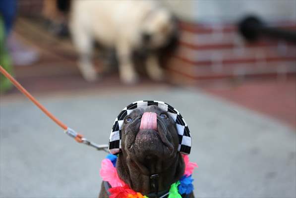 The Day Of The Dog Festival in Canada