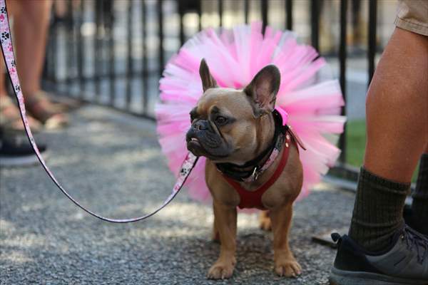 The Day Of The Dog Festival in Canada