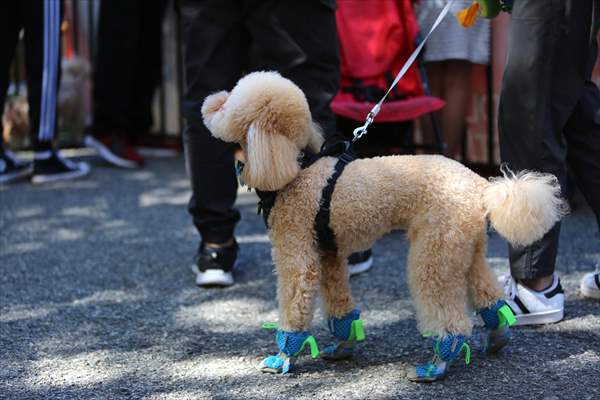 The Day Of The Dog Festival in Canada