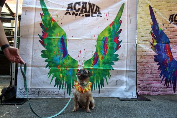 The Day Of The Dog Festival in Canada