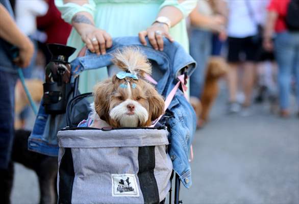 The Day Of The Dog Festival in Canada