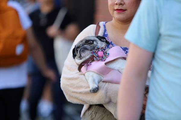 The Day Of The Dog Festival in Canada