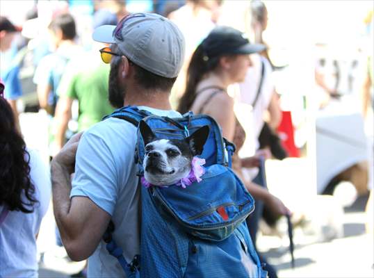 The Day Of The Dog Festival in Canada