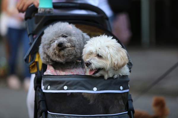 The Day Of The Dog Festival in Canada