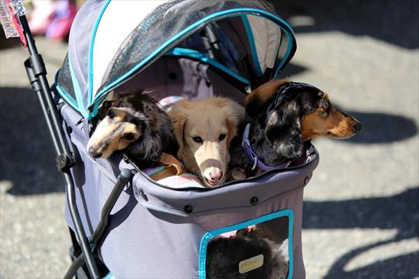 The Day Of The Dog Festival in Canada