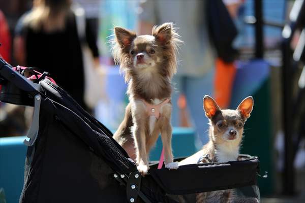 The Day Of The Dog Festival in Canada