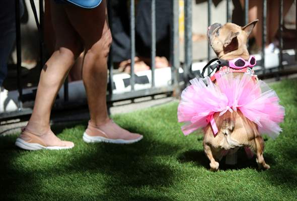 The Day Of The Dog Festival in Canada