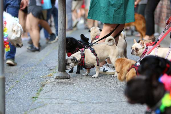 The Day Of The Dog Festival in Canada