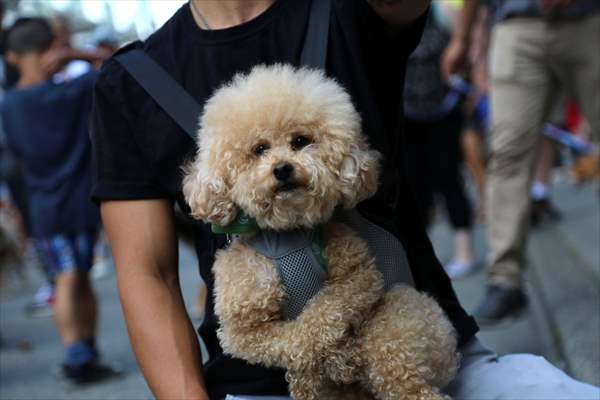 The Day Of The Dog Festival in Canada