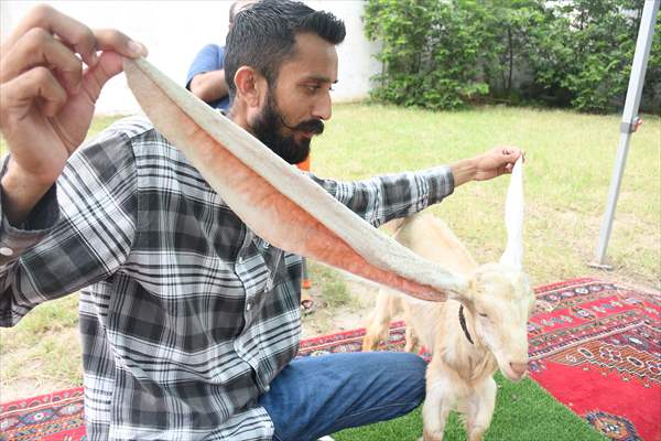 Goat Simba candidate for Guinness Records with 25 inches ears growing day by day