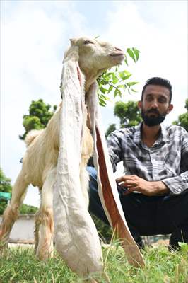 Goat Simba candidate for Guinness Records with 25 inches ears growing day by day