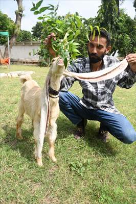 Goat Simba candidate for Guinness Records with 25 inches ears growing day by day