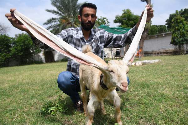 Goat Simba candidate for Guinness Records with 25 inches ears growing day by day