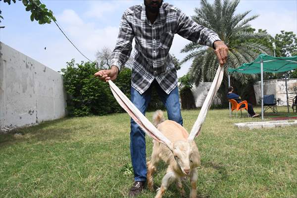 Goat Simba candidate for Guinness Records with 25 inches ears growing day by day