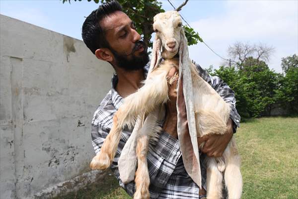 Goat Simba candidate for Guinness Records with 25 inches ears growing day by day