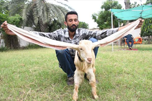 Goat Simba candidate for Guinness Records with 25 inches ears growing day by day