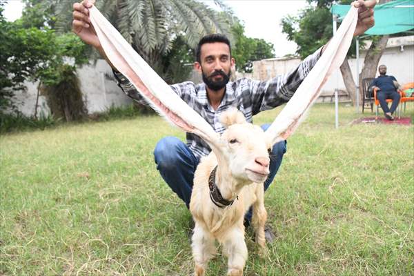 Goat Simba candidate for Guinness Records with 25 inches ears growing day by day