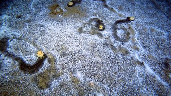 Brissopsis lyrifera, species of sea urchins of the Family Brissidae, above the seabed in Gulf of Izmit