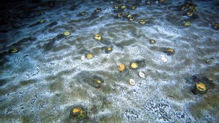 Brissopsis lyrifera, species of sea urchins of the Family Brissidae, above the seabed in Gulf of Izmit