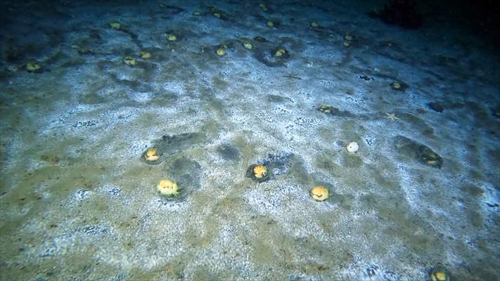 Brissopsis lyrifera, species of sea urchins of the Family Brissidae, above the seabed in Gulf of Izmit