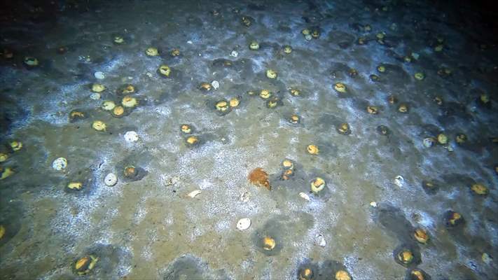 Brissopsis lyrifera, species of sea urchins of the Family Brissidae, above the seabed in Gulf of Izmit