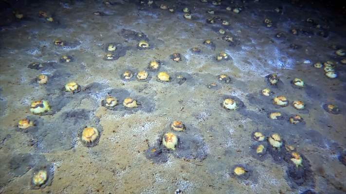 Brissopsis lyrifera, species of sea urchins of the Family Brissidae, above the seabed in Gulf of Izmit