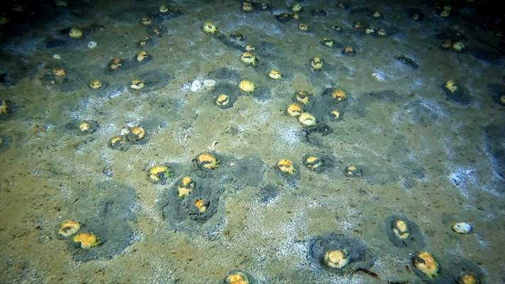 Brissopsis lyrifera, species of sea urchins of the Family Brissidae, above the seabed in Gulf of Izmit
